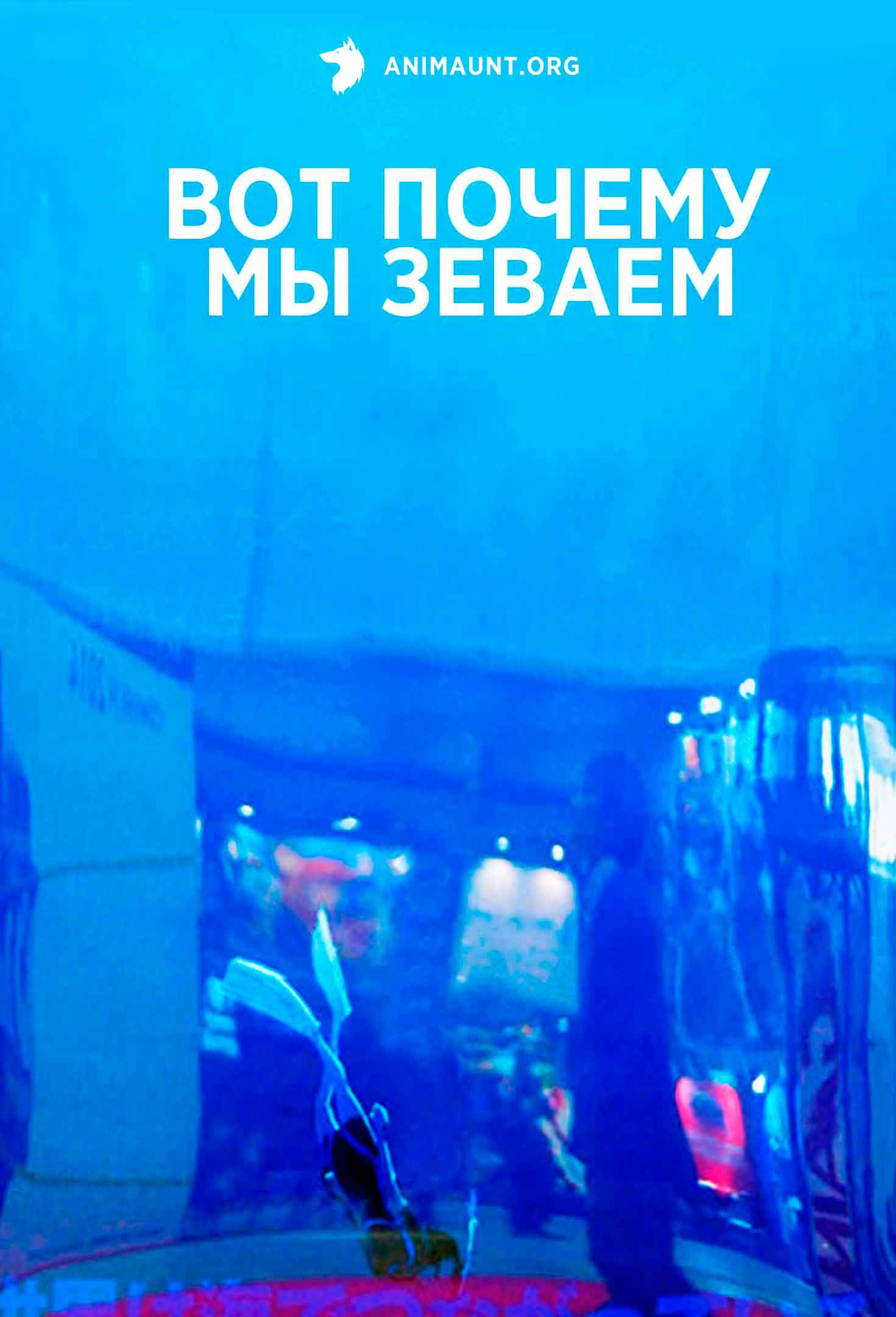 Вот почему мы зеваем